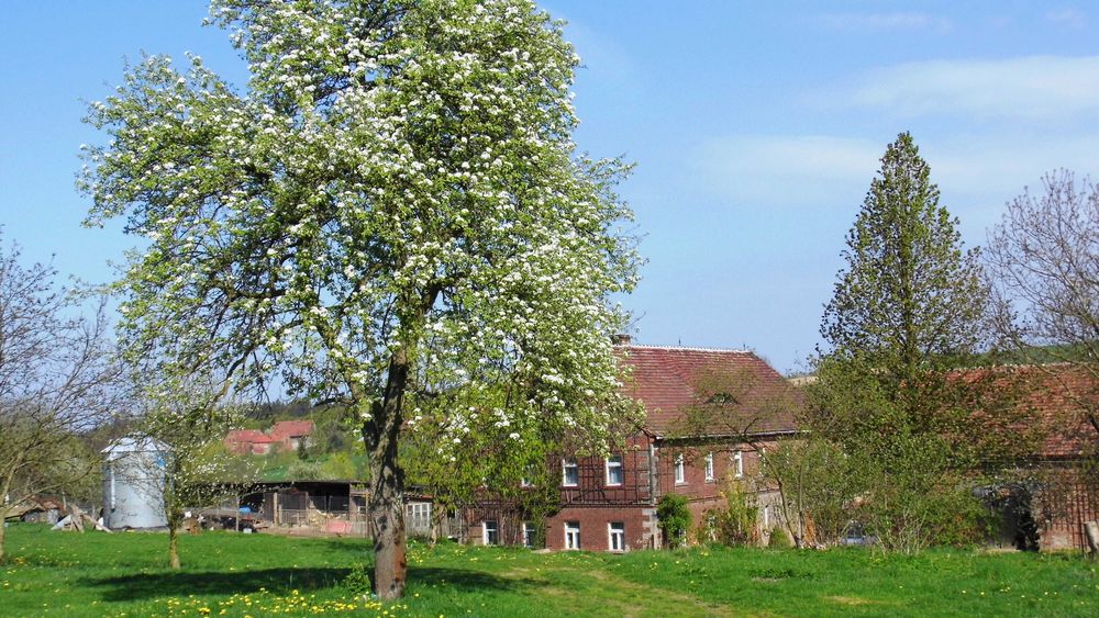 Agroturystyka w Rząsinach, Gryfów Śląski