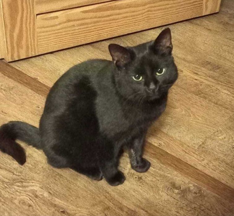 WALDUŚ został porzucony w lesie...