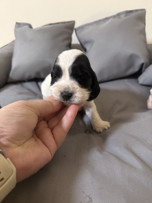 Piesek cocker spaniel angielski szczenię