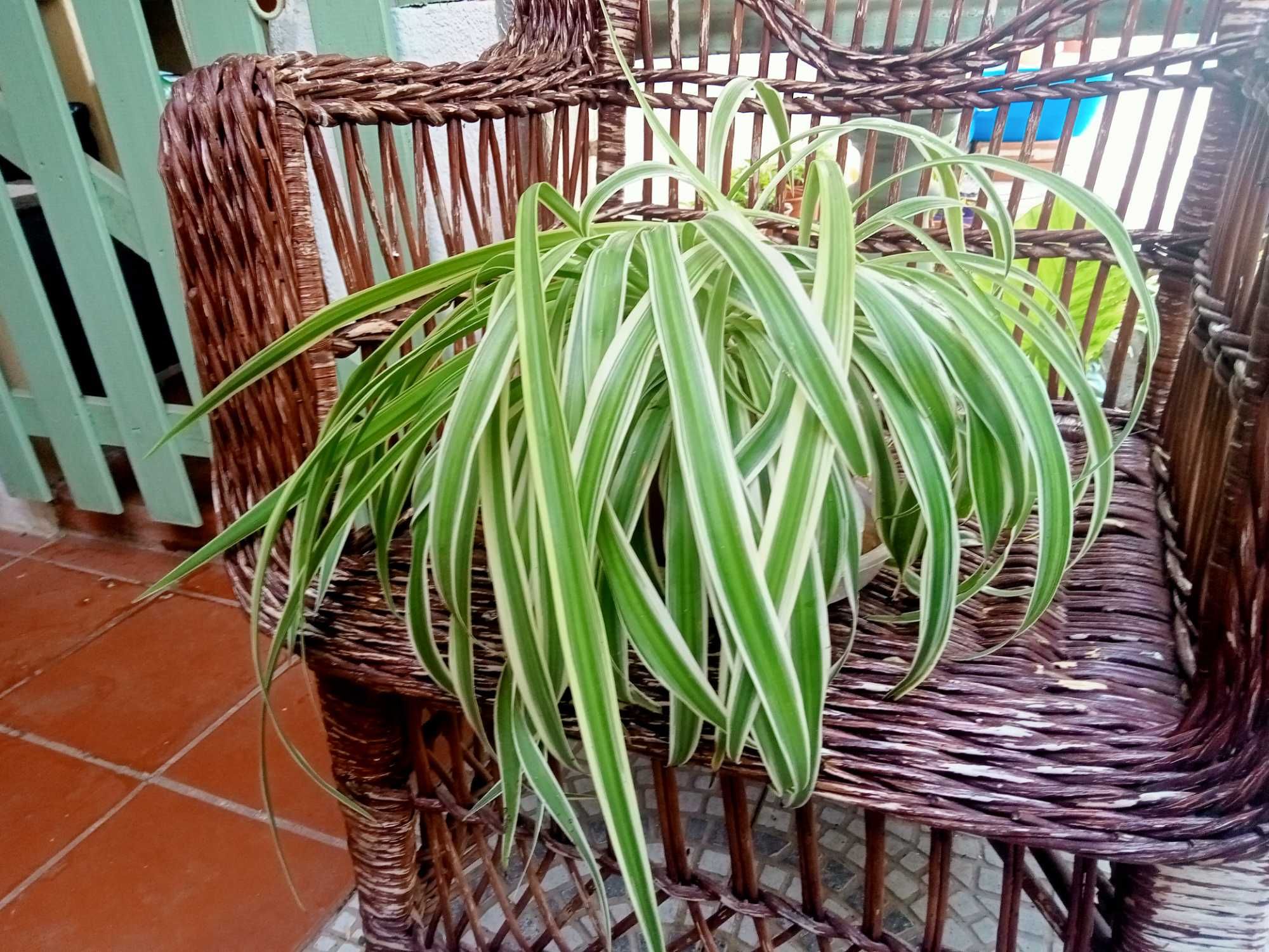 Clorofito - Clorophytum comosum