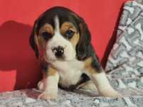 Beagle śliczna suczka tricolor