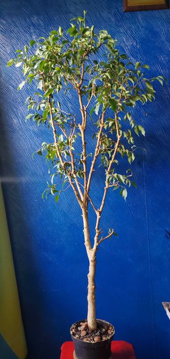 бонсай карликовое дерево