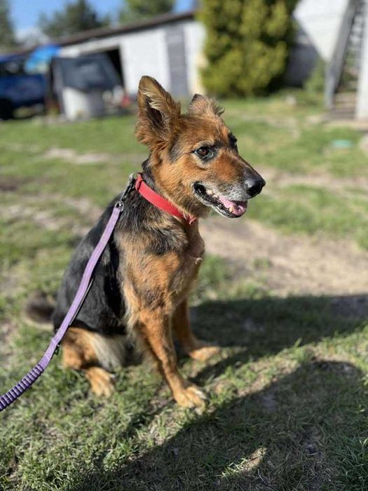 Cudna, kochana, łagodna, przytulaśna sunia prosi o dom