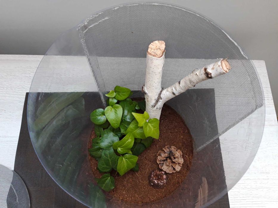 Tuba hodowlana wys. 31 cm
