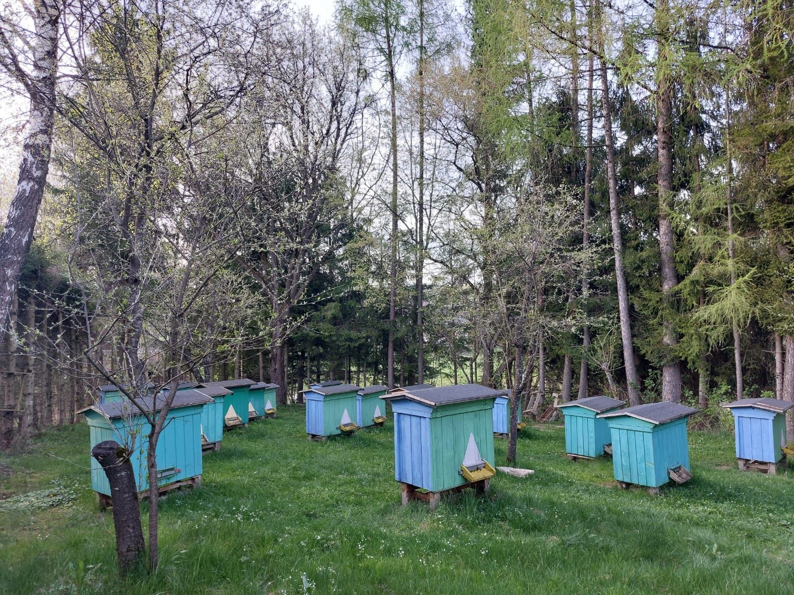 Ule rodziny pszczele