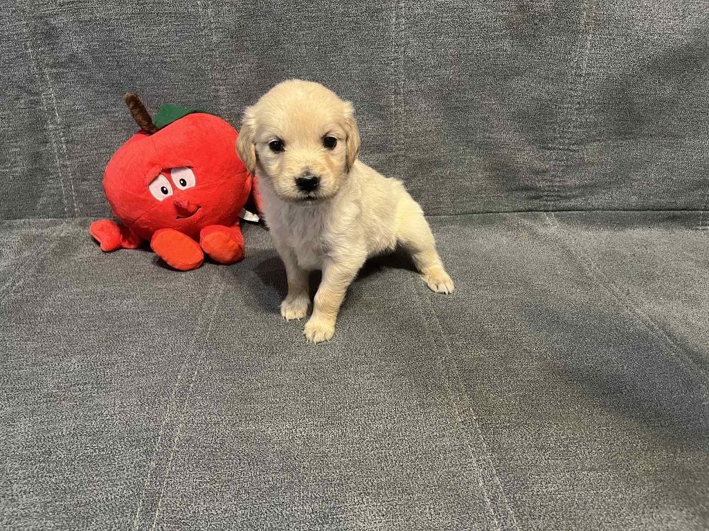 Już do odbioru. Emi suczka Golden Retriever.