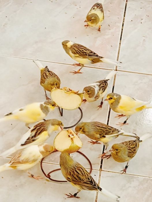 Canários timbrado espanhol