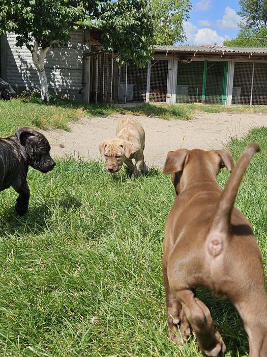 Щенки американского питбультерьера.