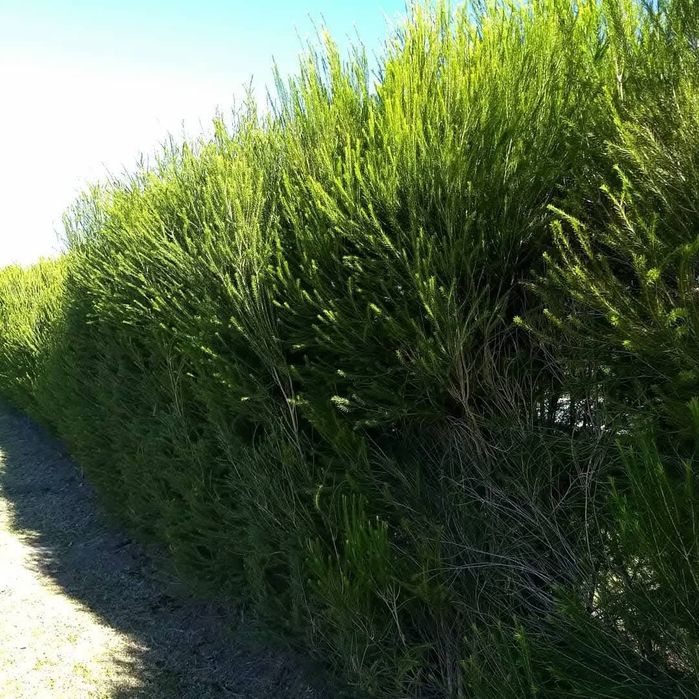 Melaleucas para sebes  cercas vivas últimas 120