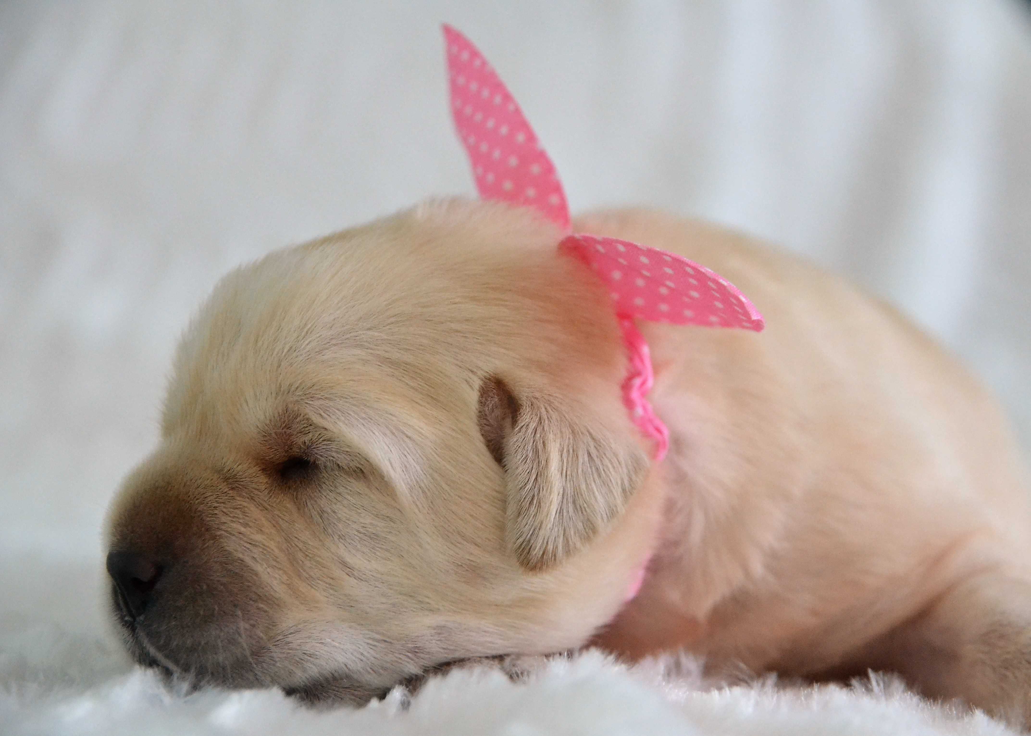 Wspaniały szczeniak Labrador Retriever
