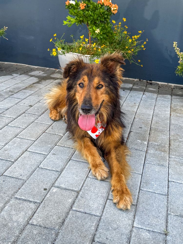 Sam - xRough Collie, 5 anos