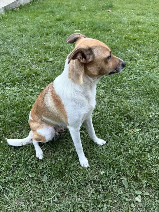 Oddam suczkę za darmo