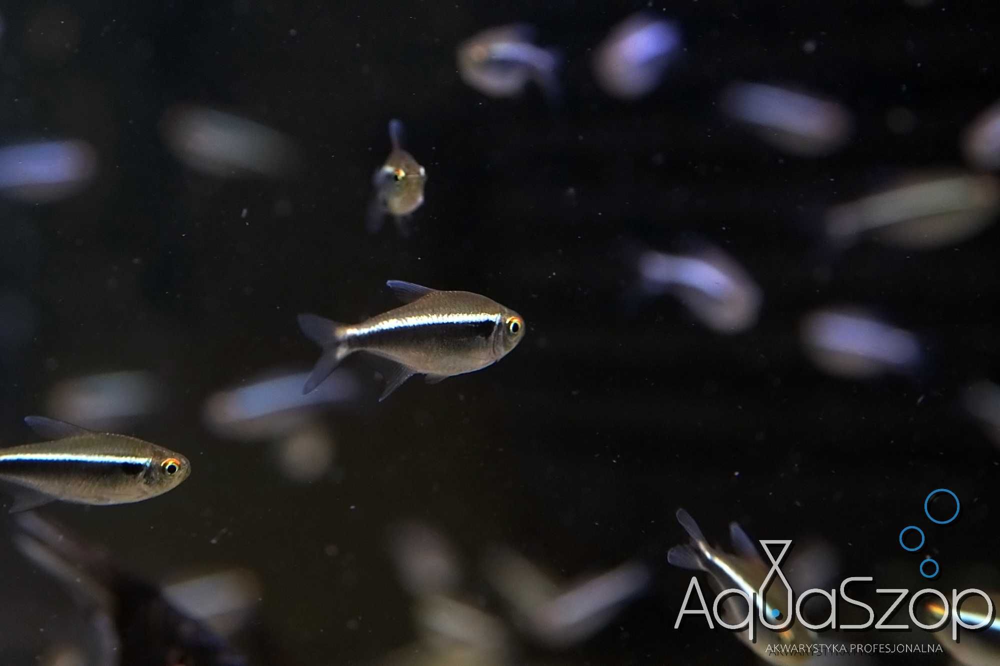Neon Czarny ( Hyphessobrycon herbertaxelrodii ) - AQUASZOP