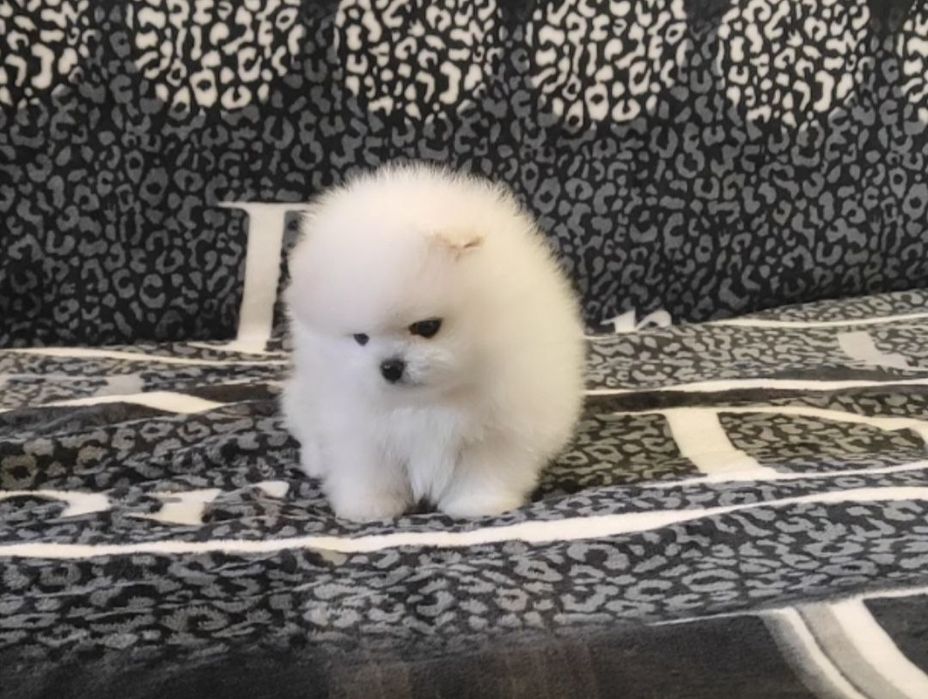 Померанський шпіц міні,тайські,корейські крові