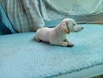 Jek russel terrier