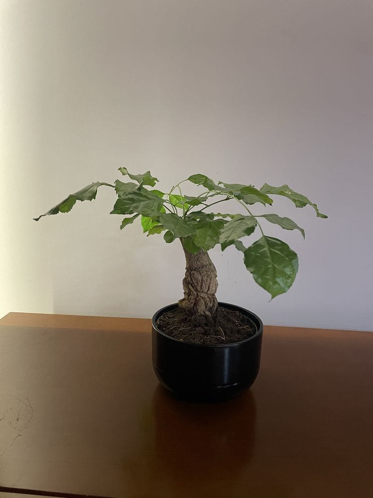 radermachera bonsai mini drzewko