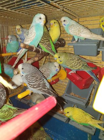 Папужки Хвилясті. Продаж