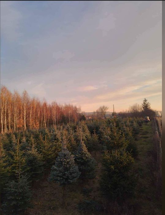 Choinki srebrne i pospolite plantacja
