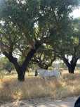 Cavalo castrado montado e manso