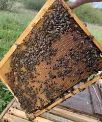 Пчелопакети бджоли 2024