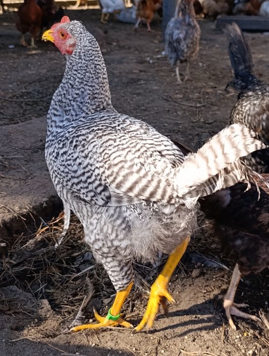 Kogut Amrock tegoroczny