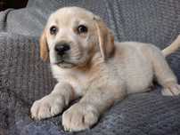 Labrador retriever ,labradory piesek biszkoptowy ZKwP FCI