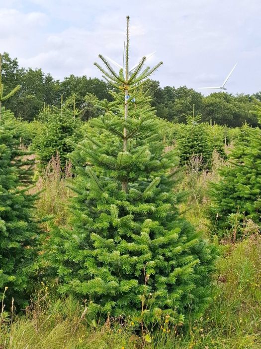 Jodła Kaukaska Cięta 175 - 250 cm/ w donicy 150 - 180 cm- TuChoinki.pl