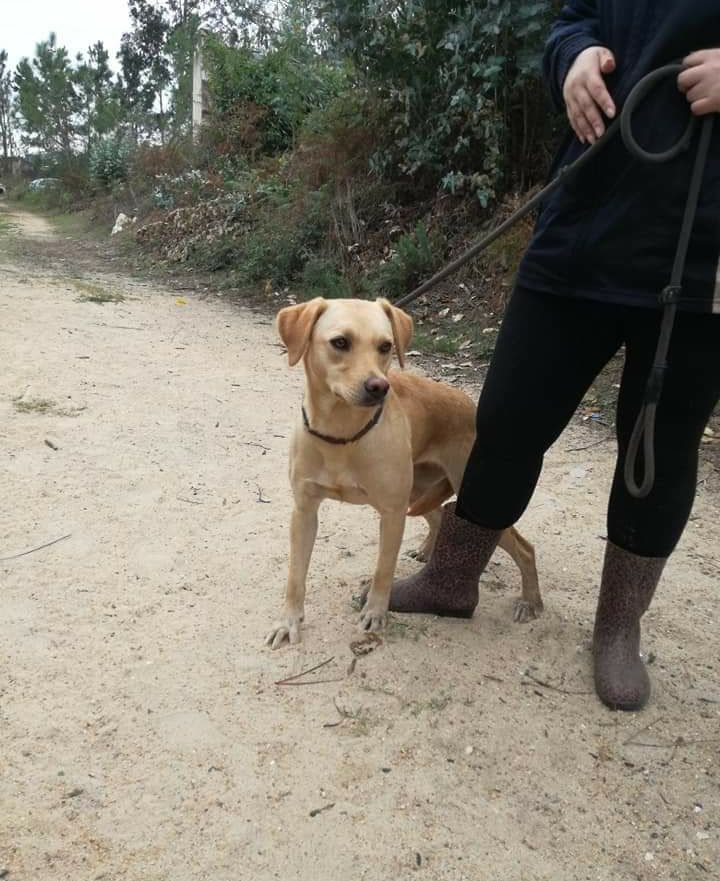 Palhacinha- cachorra de porte médio para adoção