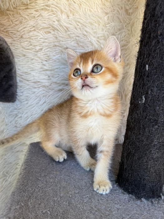 Femea british shorthair golden