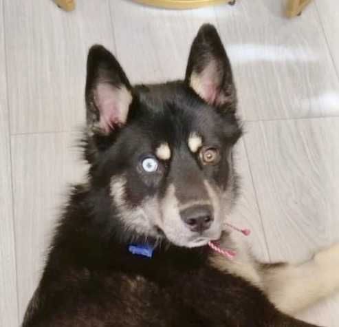 REKSI  pies o jasnym oku i złotym sercu. Uratowany w Bułgarii