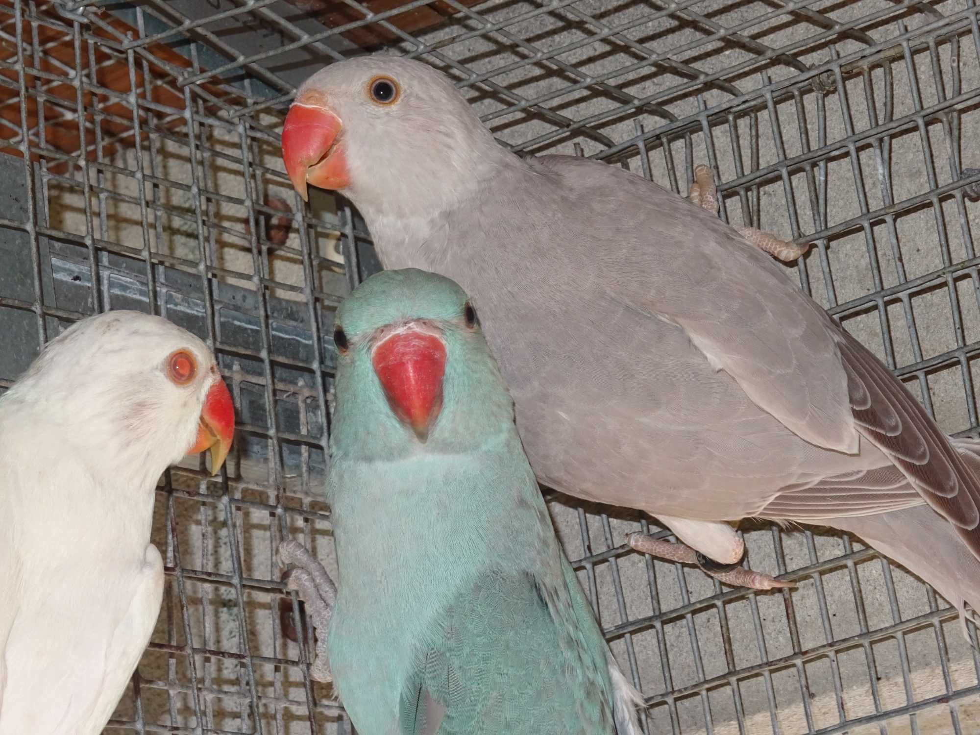 ring necks para cedência de 2025 machos e fêmeas