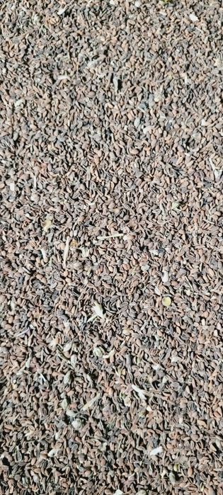 Facelia błękitna poplon