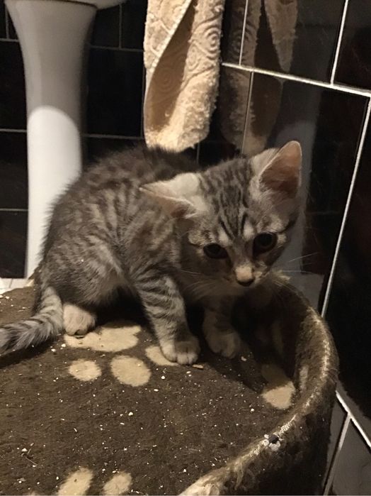 Oddam dwa kotki rodzeństwo