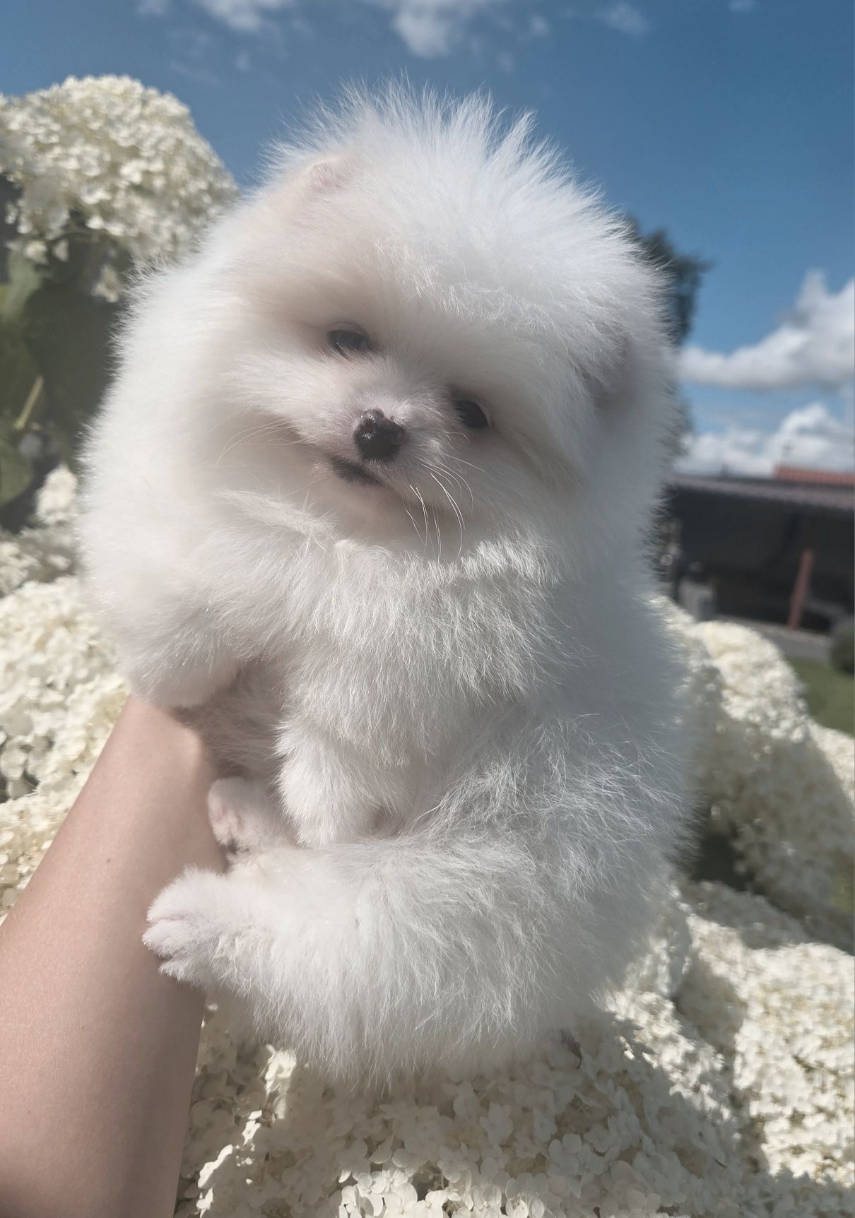Szpic miniaturowy Pomeranian BOO ZKwP