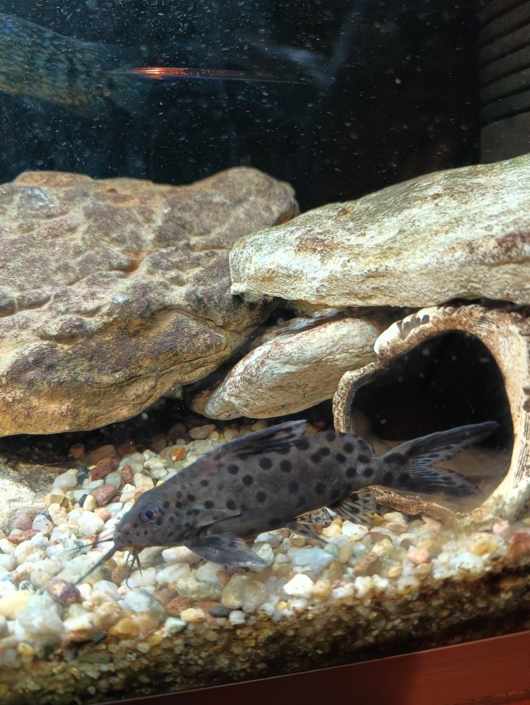 Sumy Synodontis 10-12cm Malawi Tanganika