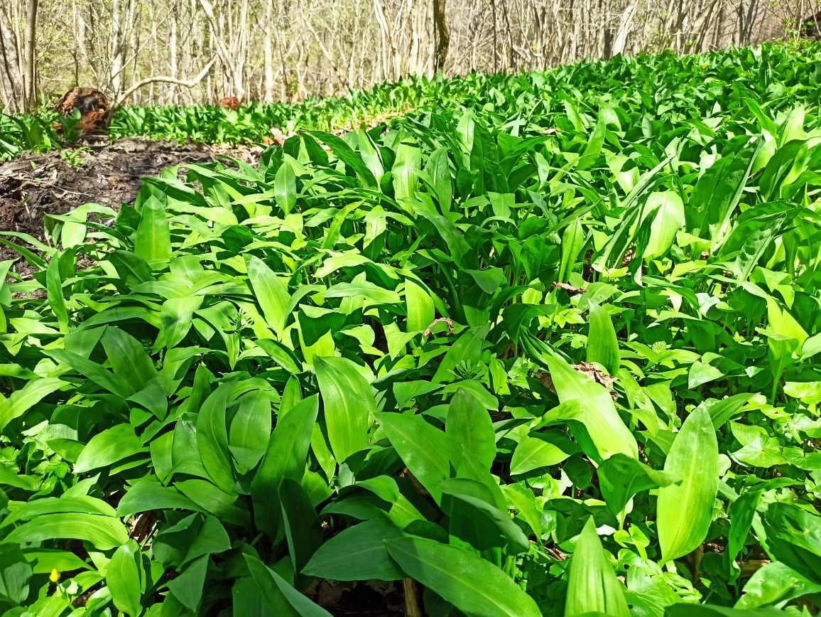 Czosnek niedźwiedzi pesto