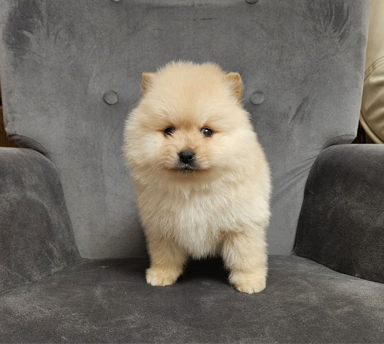 Szpic miniaturowy pomeranian suczka