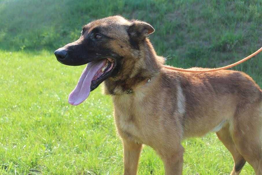 043984  Omar do adopcji