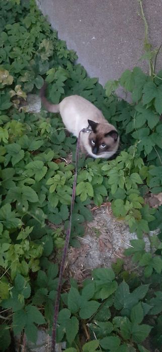 Вязка тайского кота