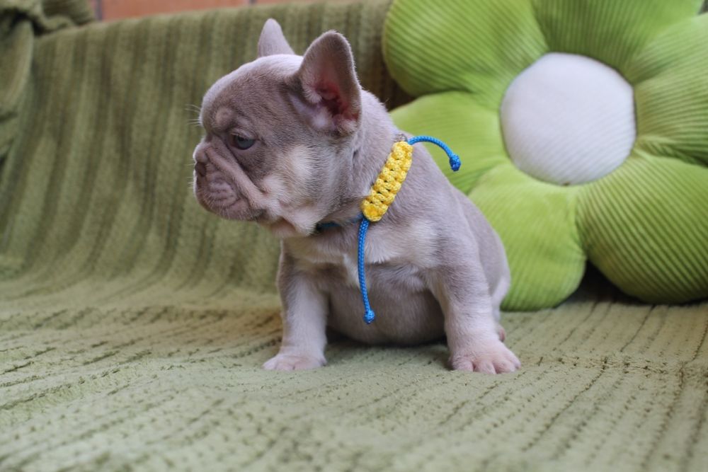 Хлопчик Ізабелла Нью шейд тан супер якість