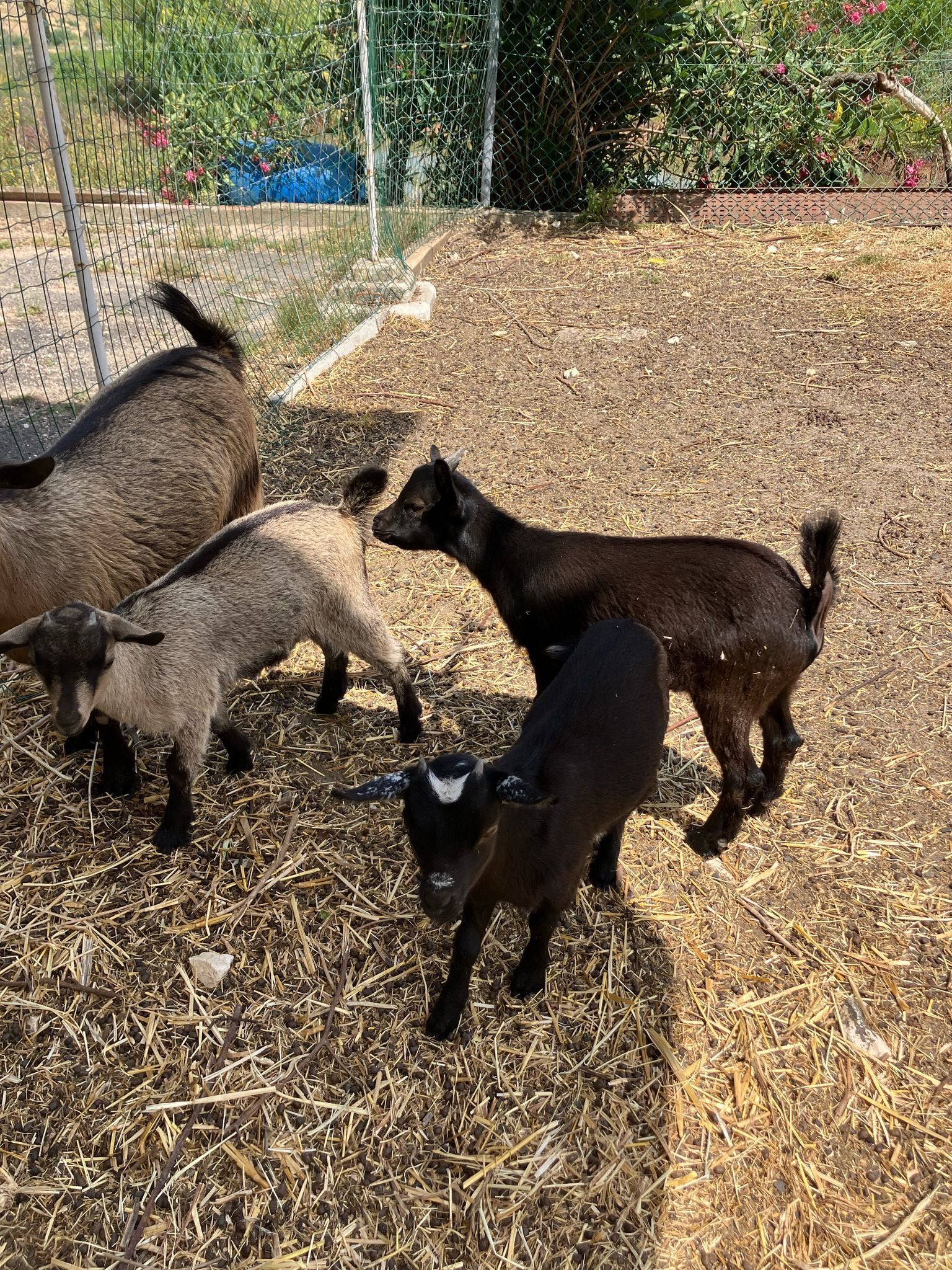 Cabras anãs bebés