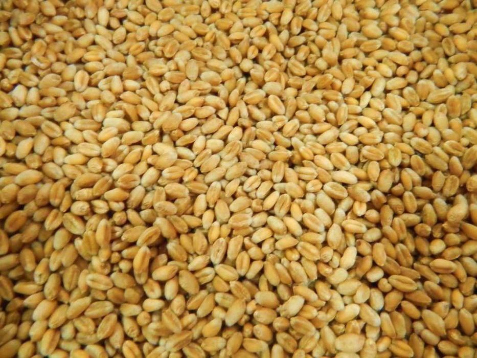 Продам пшеницю  урожай 2025