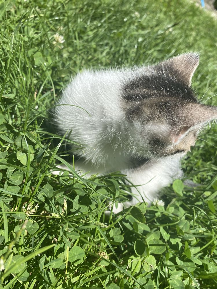 Oddam kotki w dobre recę