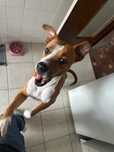American staffordshire terrier