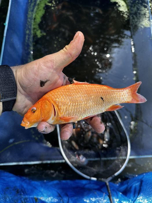 Karp Koi kolorowe karpie