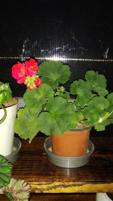 Пеларганія сортова