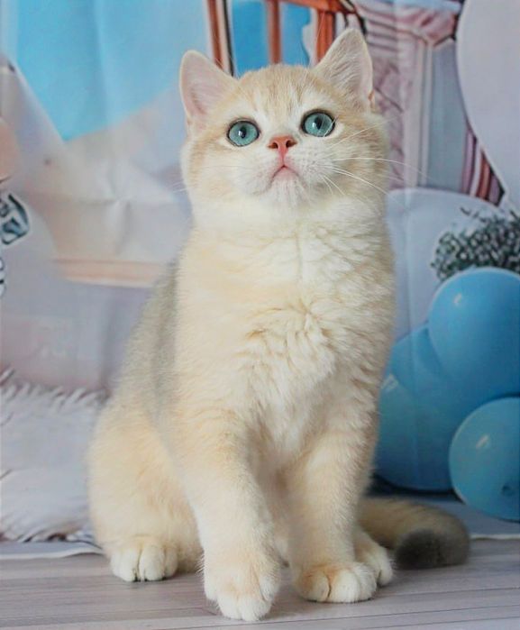 Британський красень- яскраве голубе золото чекає вас