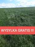 Mieszanka traw wysokobiałkowa lucerna kośna