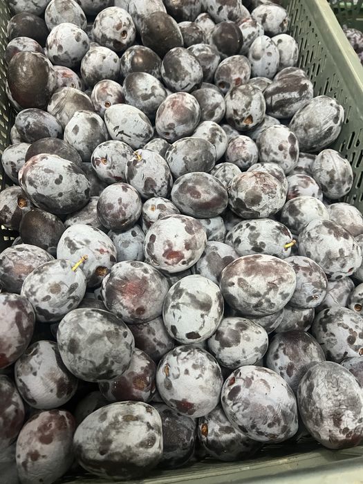 Śliwka różne odmiany