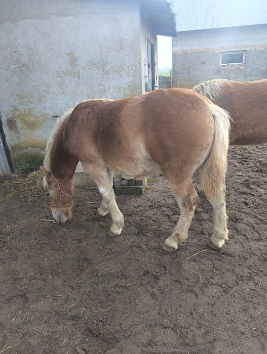 Sprzedam ogierka.PKZ.